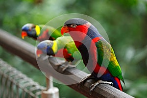 Black-capped lories (Lorius lory)