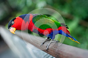 Black-capped Lory photo