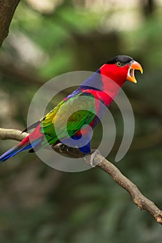 Black-capped Lory photo