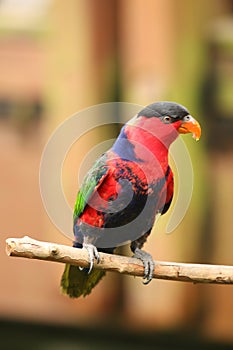 Black Capped Lory