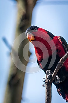 Black-capped lory