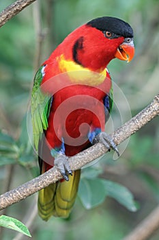 Black capped lory bird perched on tree branch