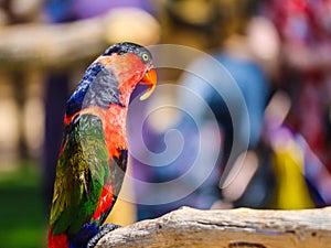 Black-capped lory colourful bird in bright sunlight