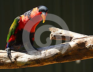 Black-capped lory colourful bird in bright sunlight