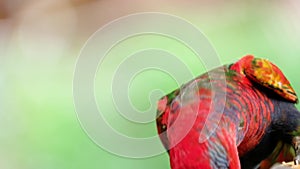 A Black-capped lory is eating fruit on a branch in forest with blurred background. Close up.