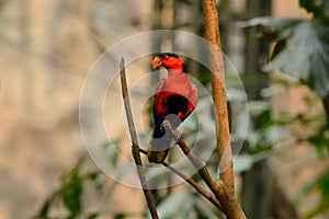 Black-capped Lory (Lorius lory)