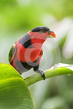 Black-capped Lory - Lorius lory