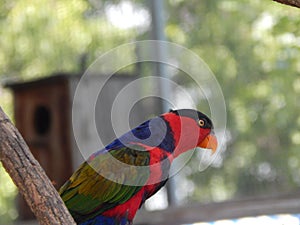 Black capped lory or lorius lory bird is a species of parrots found in Bali.