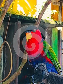 Black-capped Lory & x28;Lorius lory& x29;, Colorful Parrot perching on a branch and looking at the camera