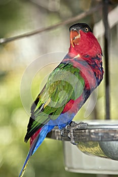 Black capped lory