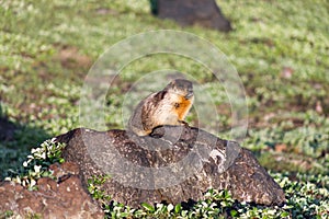 Black-capped marmot - Marmota camtschatica.