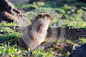 Black-capped marmot - Marmota camtschatica.