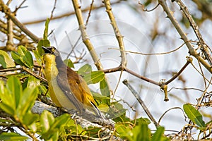 Black Capped Mocking-Thrush Calling from a Thornbush