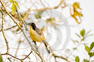 Black Capped Mocking-Thrush Perching on Thorns