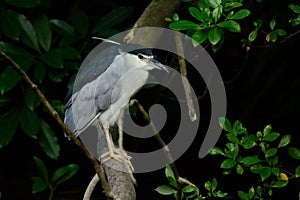 Black-capped night heron