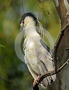 Black Capped Night Heron