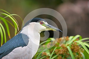 Black Capped Night Heron