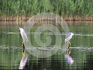 Black-capped night heron at Neajlov river delta, Romania