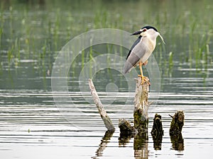 Black-capped night heron at Neajlov river delta, Romania