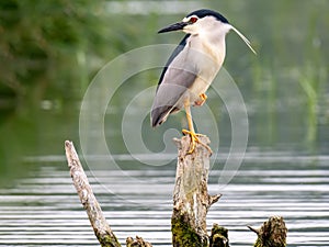 Black-capped night heron at Neajlov river delta, Romania