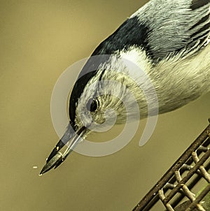 Black-capped Nuthatch Snags a Seed
