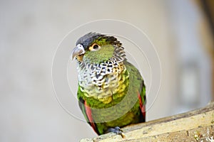 Black-capped Parakeet