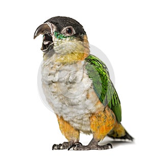 Black-capped parrot opening beak, isolated