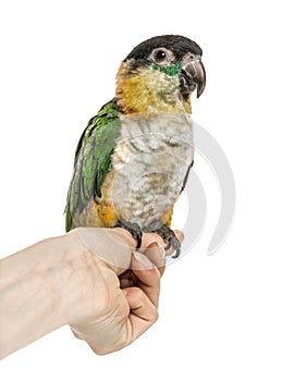 Black-capped parrot perched on human hand, isolated