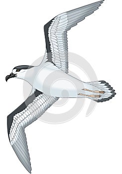 Black Capped Petrel Flying Illustration