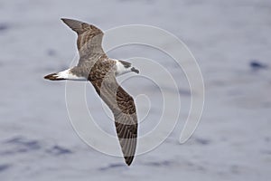 Black-capped Petrel, Pterodroma hasitata in flight