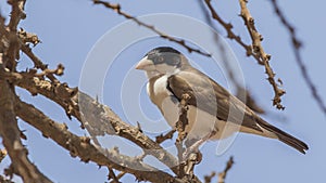 Black-capped Social-Weaver on Tree