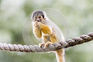 Black-capped squirrel monkey