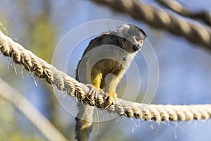 A Black-capped squirrel monkey