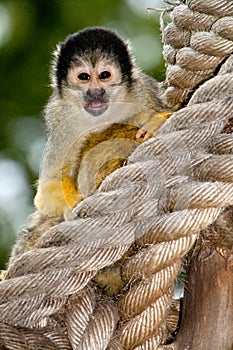 Black Capped Squirrel Monkey in Captivity