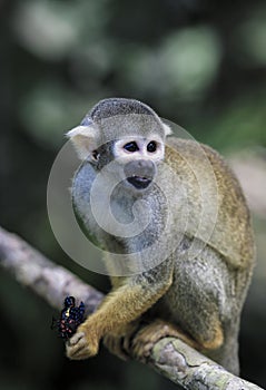 Black capped squirrel monkey eating butterfly in tree
