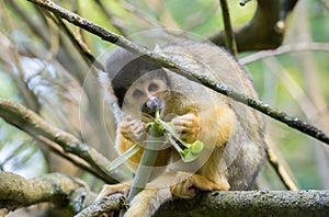 Black-capped squirrel monkey Saimiri boliviensis, eating shoots