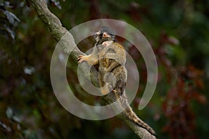 Black-capped squirrel monkey, Saimiri boliviensis, Bahia in Brazil. Small monkey with young cub on the back, climb up on the tree