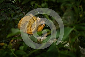 Black-capped squirrel monkey, Saimiri boliviensis, Brazil. Smal yellow monkey on the tree. Nature wildlife, Black-capped
