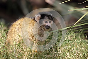 Black-capped squirrel monkey (Saimiri boliviensis)