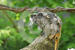 Cute emperor tamarin monkey with its baby.