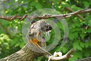Squirrel monkey with its baby.