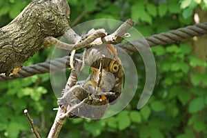 Squirrel monkey with its baby.