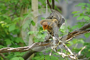 Squirrel monkey with its baby.