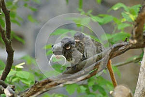 Squirrel monkey with its baby.