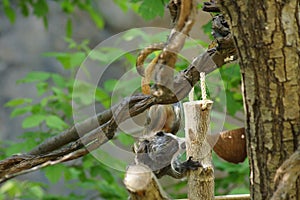 Squirrel monkey with its baby.