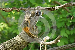 Squirrel monkey with its baby.