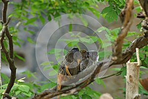 Squirrel monkey with its baby.