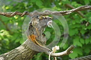 Cute emperor tamarin.