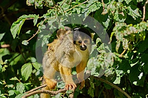 Black-capped squirrel monkey sitting on a tree branch with leaves on a sunny day