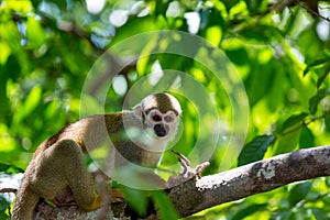 A black-capped squirrel monkey sitting on a tree (Saimirinae Saimiri boliviensis)